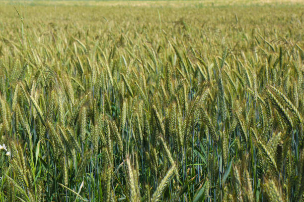 istock Field of triticale 1437882173