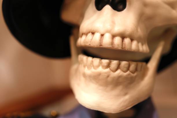 Close-up of a row of teeth on a dingy skeleton. stock photo