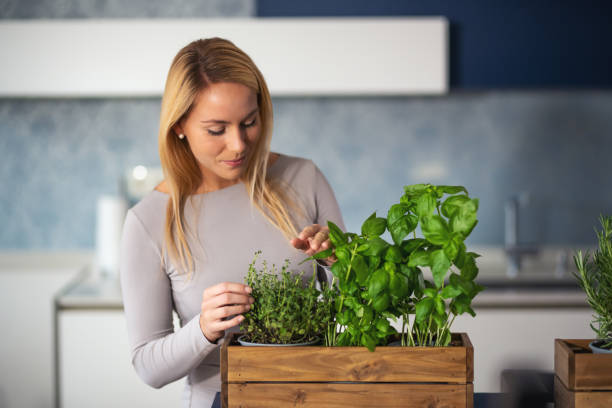 istock Woman growing and caring for her aromatic herbs at home, medium shot 1437884690