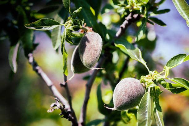almond tree