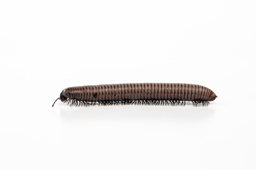 Pest control: dirty millipede on white background