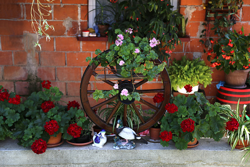 An old wheel from a cart repurposed as a decoration at a garden with potted geraniums garden