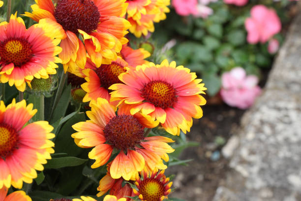 primo piano di gaillardia pulchella che cresce in un giardino sotto la luce del sole - gaillardia pulchella foto e immagini stock