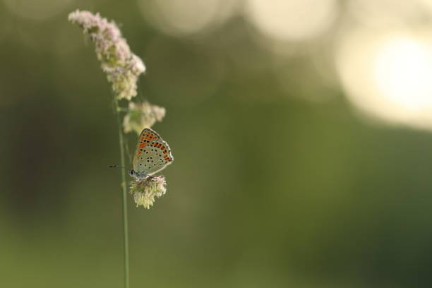 istock A Butterfly on a flower 1437887602