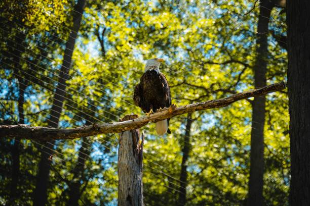 istock Closeup shot of the Eagle perched on the tree 1437887941
