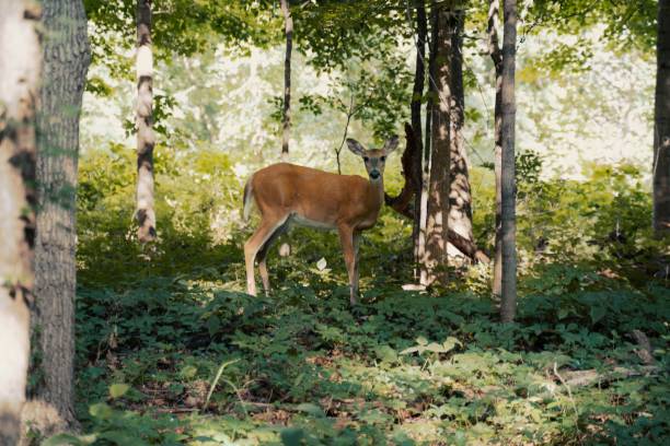 istock Baby deer standing on grassy ground in forest 1437889055