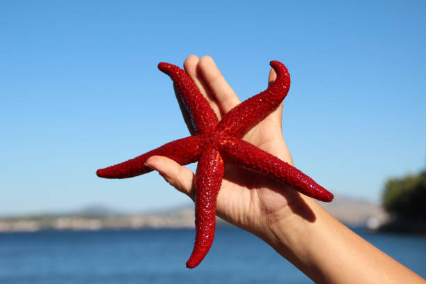 istock Person holding a starfish by the ocean 1437890188
