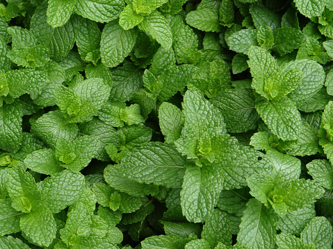Closeup shot of a mint plant growing at the vegetable garden