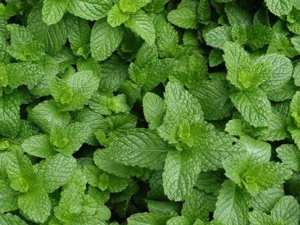 A closeup shot of a mint plant growing at the vegetable garden