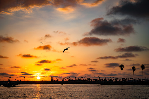 Sunset on the Pacific ocean with palm tree silhouette San Diego California. Beautiful orange and blue sky wit