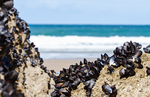 A cluster of Mussels clinging to a rock on a beach in Newquay, England.