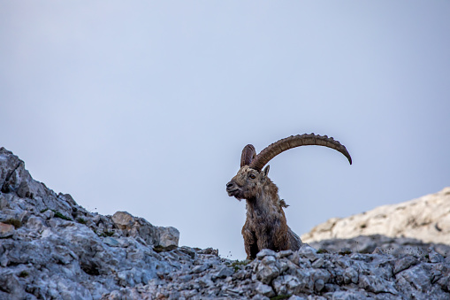 wildlife captured in Bohinj valley Slovenia