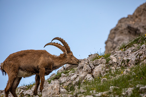 wildlife captured in Bohinj valley Slovenia