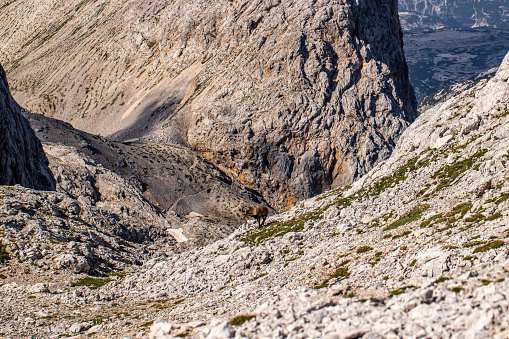 wildlife captured in Bohinj valley Slovenia