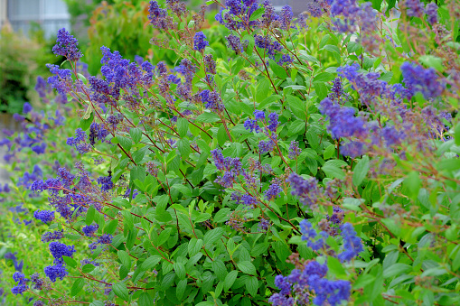 Ceanothus thyrsiflorus, also known as blueblossom or blue blossom ceanothus, is an upright evergreen shrub noted for its large fluffy clusters, packed with pale to blue flowers, dotted with yellow stamens. It is in bloom from mid-spring to early summer.