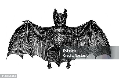 istock Vampire bat 1437896362