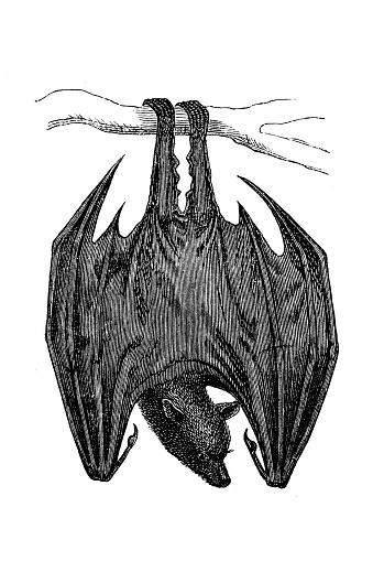 Pteropus vampyrus (Flying Dog) is a species of bats in the family Old World fruit bats