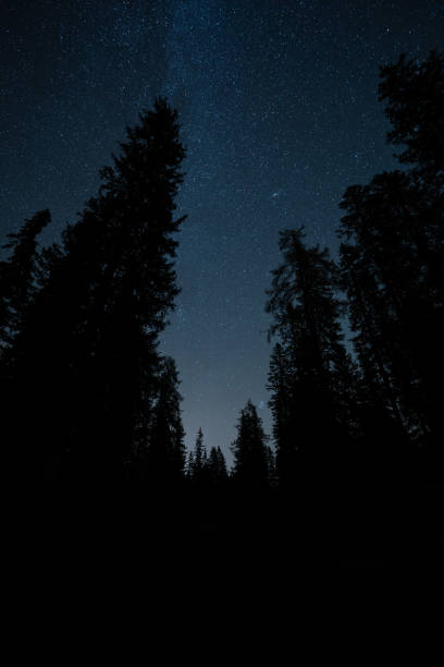 istock Many stars over dar larch trees 1437896938