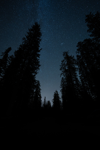 silhouette of larch trees in forest under night sky with many stars