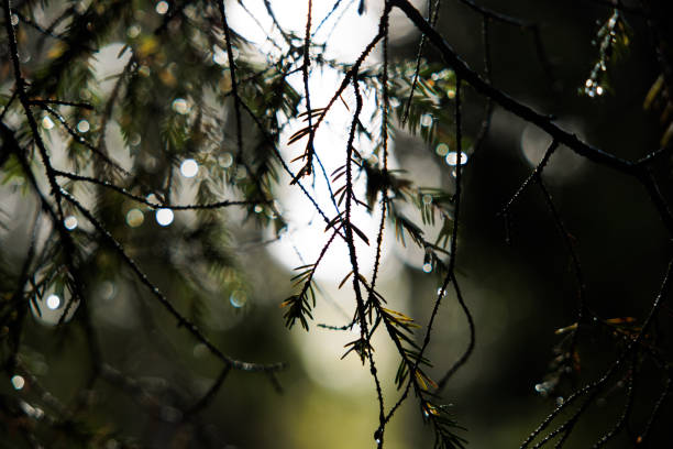 macro view of wet little pine needles and branches in backlight, with blurred bright and abstract background