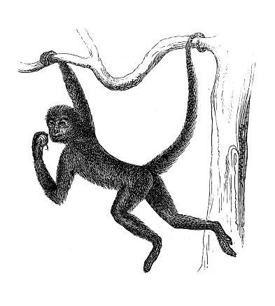 Spider monkey (Ateles paniscus)