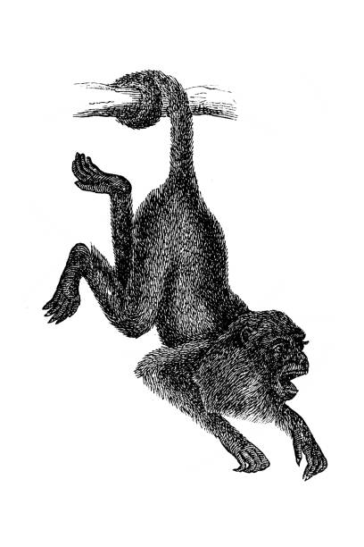 Ursine howler monkey (Mycetes ursinus) Ursine howler monkey (Mycetes ursinus) howler monkey stock illustrations