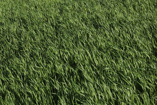 A background of a thick green grass under sunlight on wind