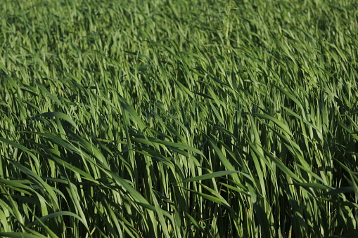 Festuca Arundinacea Palma, aka Tall Fescue - a high standard forage grass -cultivation field in the wind on a sunny day. Horizontal abstract nature background.