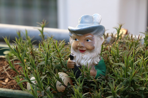 A closeup of a garden dwarf in a home garden