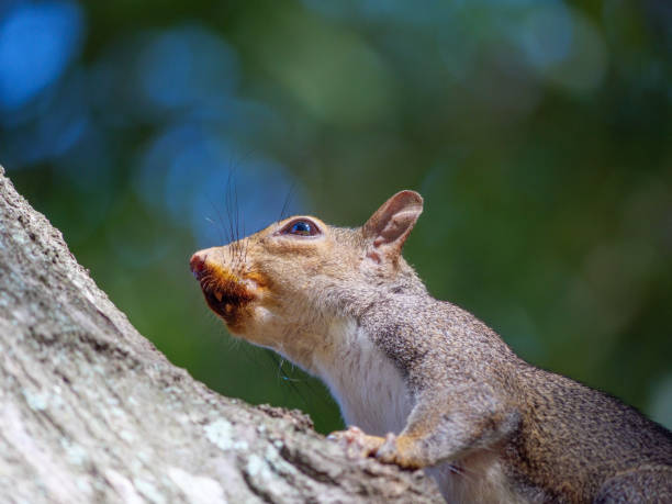 istock Squirrel with blood on her mouth. 1437901641