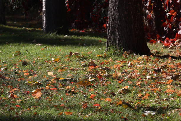 istock Green park grass in fall, maple tree autumn leaves 1437903334