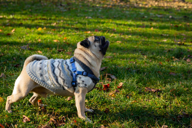 istock Funny young pug sits on the grass with fallen leaves 1437909037
