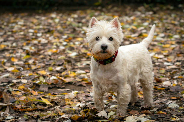 istock Dog breed West Highland White Terrier or Vesti. 1437909294