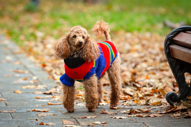 istock Miniature ginger poodle on a walk in the park. A pet. 1437909419
