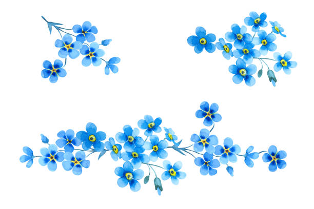 kuvapankkikuvitukset aiheesta sarja kauniita sinisiä unohdettuja kukkia. herkät kukkaoksat ja lehdet eristetty valkoisella taustalla. käsin piirretty akvarelli. - myosotis scorpioides