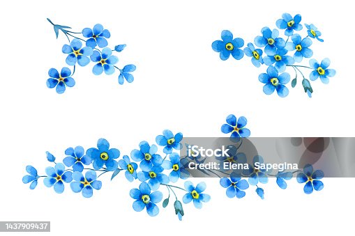 istock Set of beautiful blue forget-me-not flowers. Delicate floral branches and leaves isolated on white background. Hand drawn watercolor. 1437909437