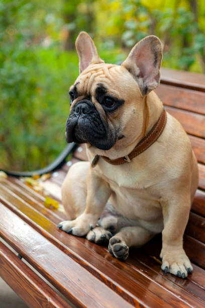 istock French bulldog sits on a park bench. Close-up. 1437909445