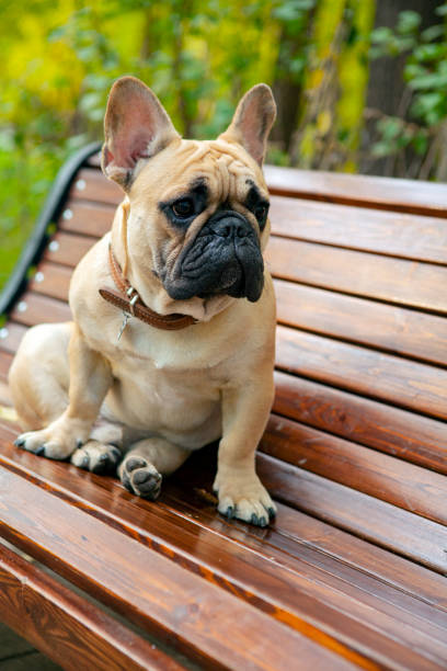 istock French bulldog sits on a park bench. Close-up. 1437909454