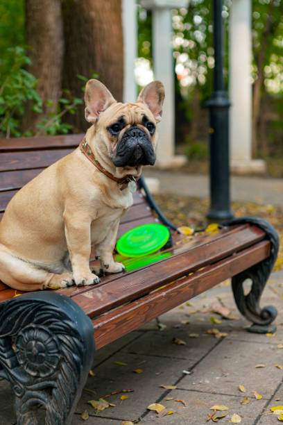 istock French bulldog sits on a park bench. Close-up. 1437909456