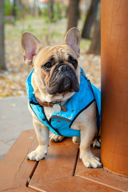 istock French bulldog sits on a park bench. Close-up. 1437909488