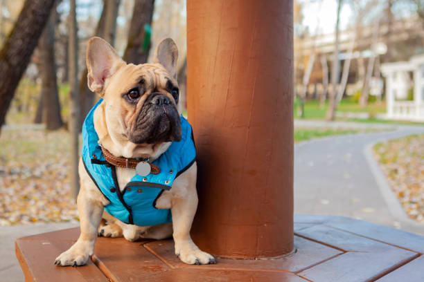 istock French bulldog sits on a park bench. Close-up. 1437909490
