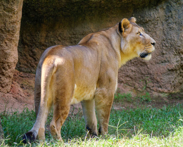 istock Lioness from the back looking to the right. 1437912723