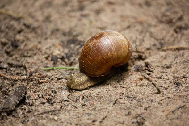 istock Closeup of snail on the ground 1437912867
