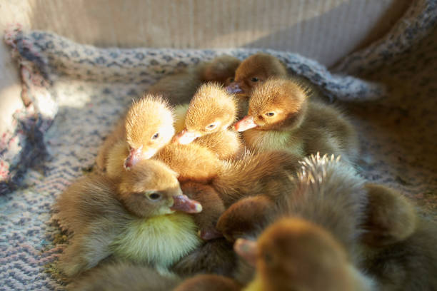 crowd of newborn ducklings in box, top view. a local market sells baby small newborn chickens and broilers in a carton box. concept for a farm company. farming of poultry - pinto wharf imagens e fotografias de stock