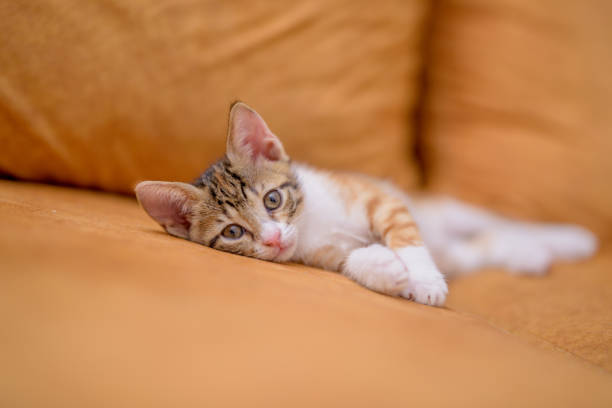 istock Closeup shot of a cute kitten lying on an orange sofa 1437913067
