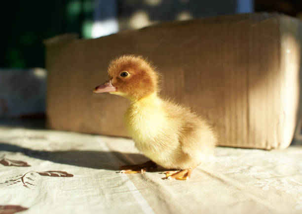 a duckling is a baby duck. ducklings usually learn to swim by following their mother to a body of water.soon after all the ducklings hatch, the mother duck leads them to water. - pinto wharf imagens e fotografias de stock