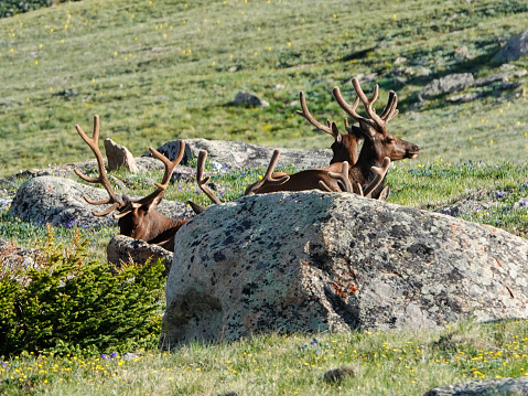 Group of large bull elk lying behind a boulder on the alpine tundra. Rocky Mountain National Park, Colorado.