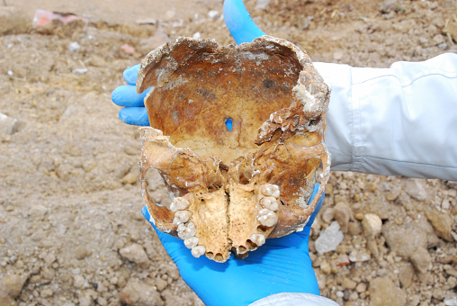 Studying part of a skull just taken from an excavation
