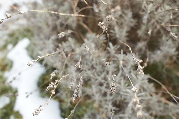 istock Branches of a deciduous grass, bushes covered with ice crust after freezing rain, fragment, background 1437915722