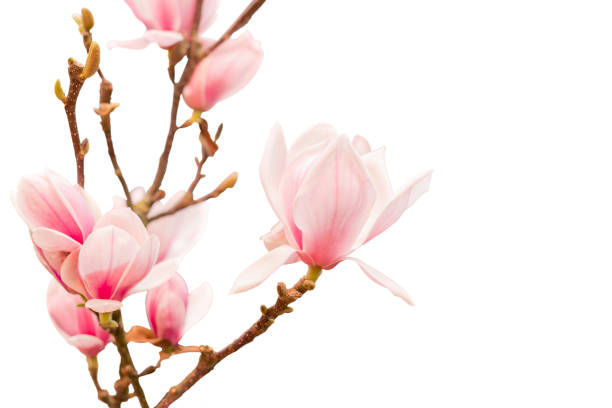 istock pink magnolia flowers on tree branch isolated on white 1437917440